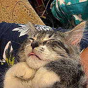 One Paw is registered to the contest to win money with this photo: cat, kitten, sleeping, tongue_out, fluffy, gray, white, close_up, cute, pet, animal, whiskers, paw, relaxed, indoor, cozy, fur, face, adorable, resting