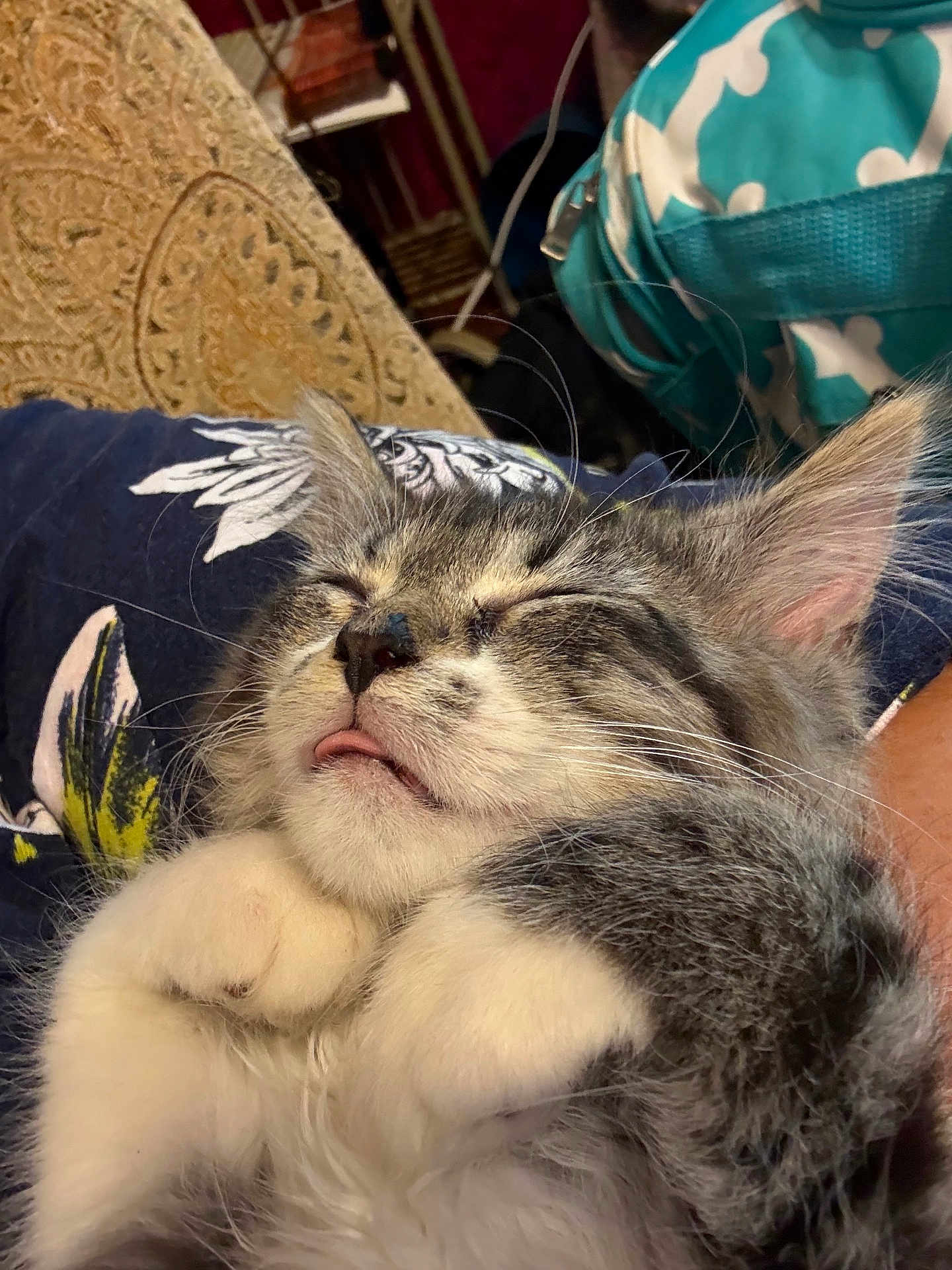 One Paw
