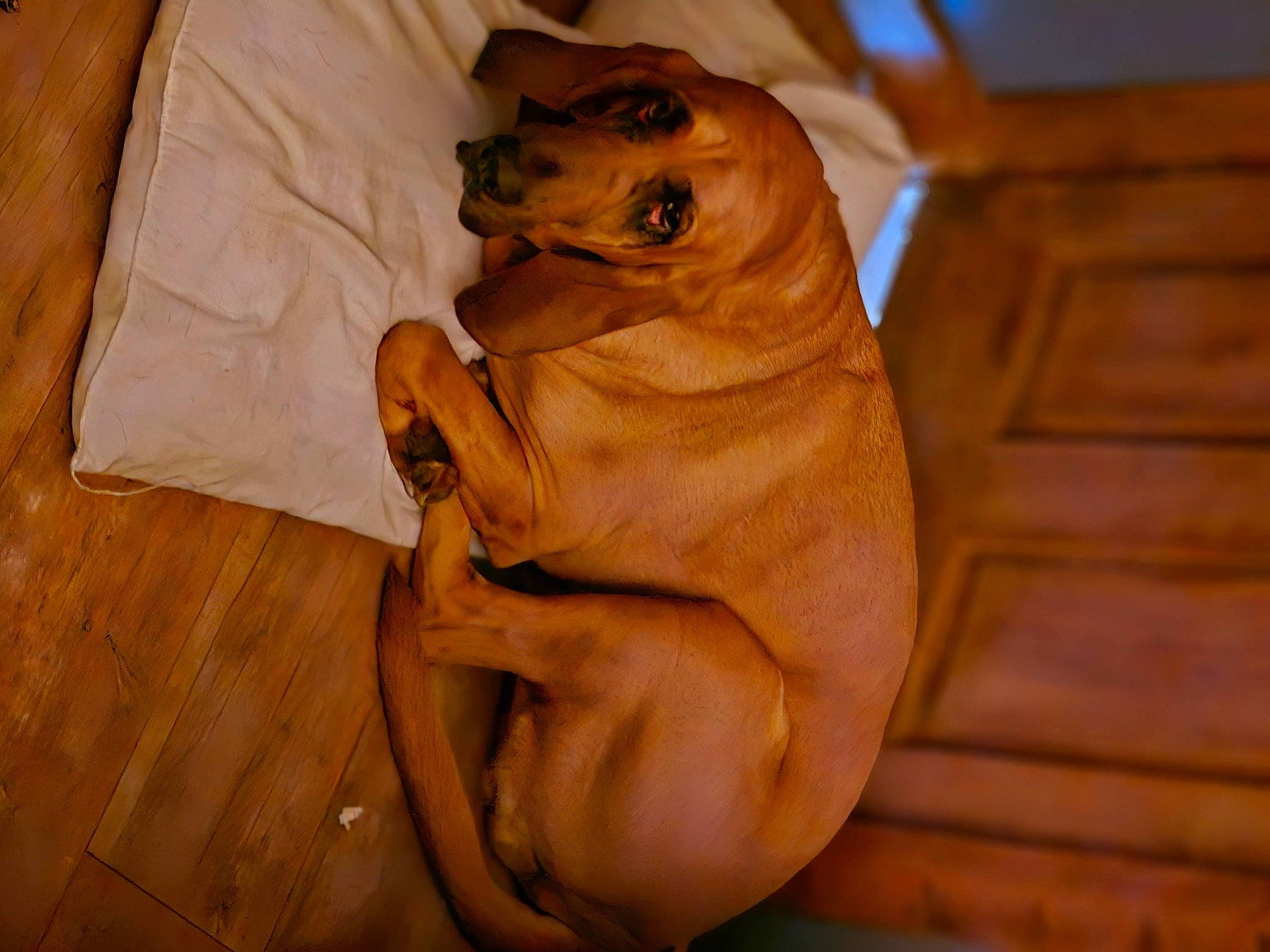 Duke joined the competition — help win amazing prizes! canidae, carnivore, comfort, companion_dog, dog, dog_breed, fawn, guard_dog, hardwood, hound, liver, paw, peach, snout, sporting_group, terrestrial_animal, toy_dog, whiskers, wood, working_animal