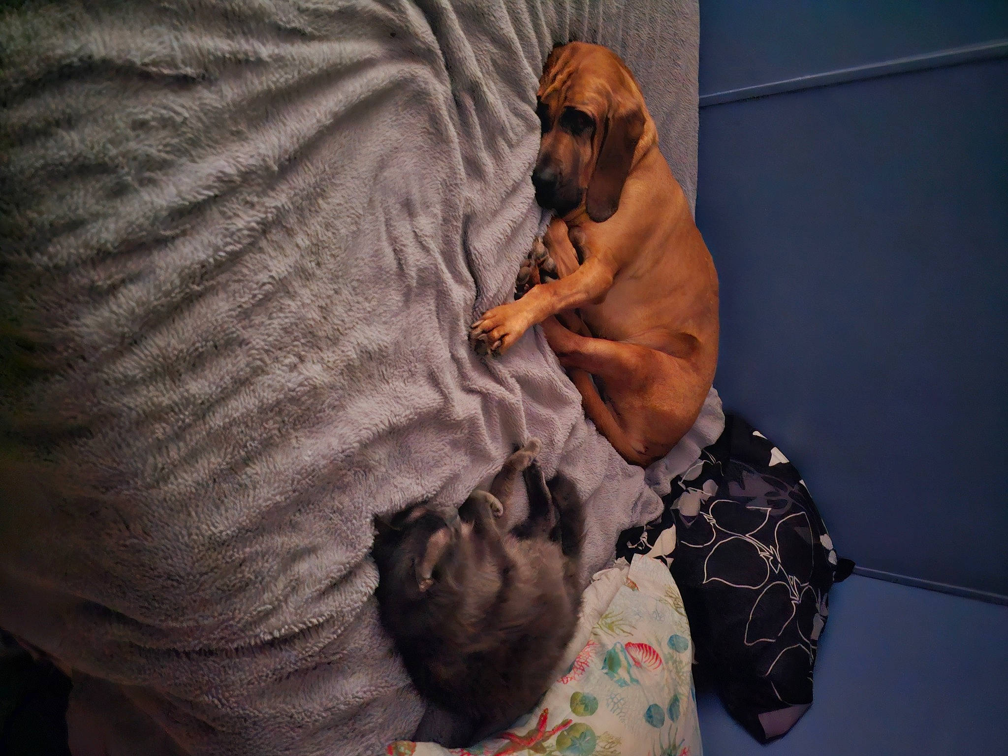 Duke joined the competition — help win amazing prizes! abdomen, barechested, barefoot, beard, chest, comfort, companion_dog, dog, elbow, facial_hair, fawn, flooring, foot, human_leg, knee, muscle, sitting, thigh, trunk, wrinkle