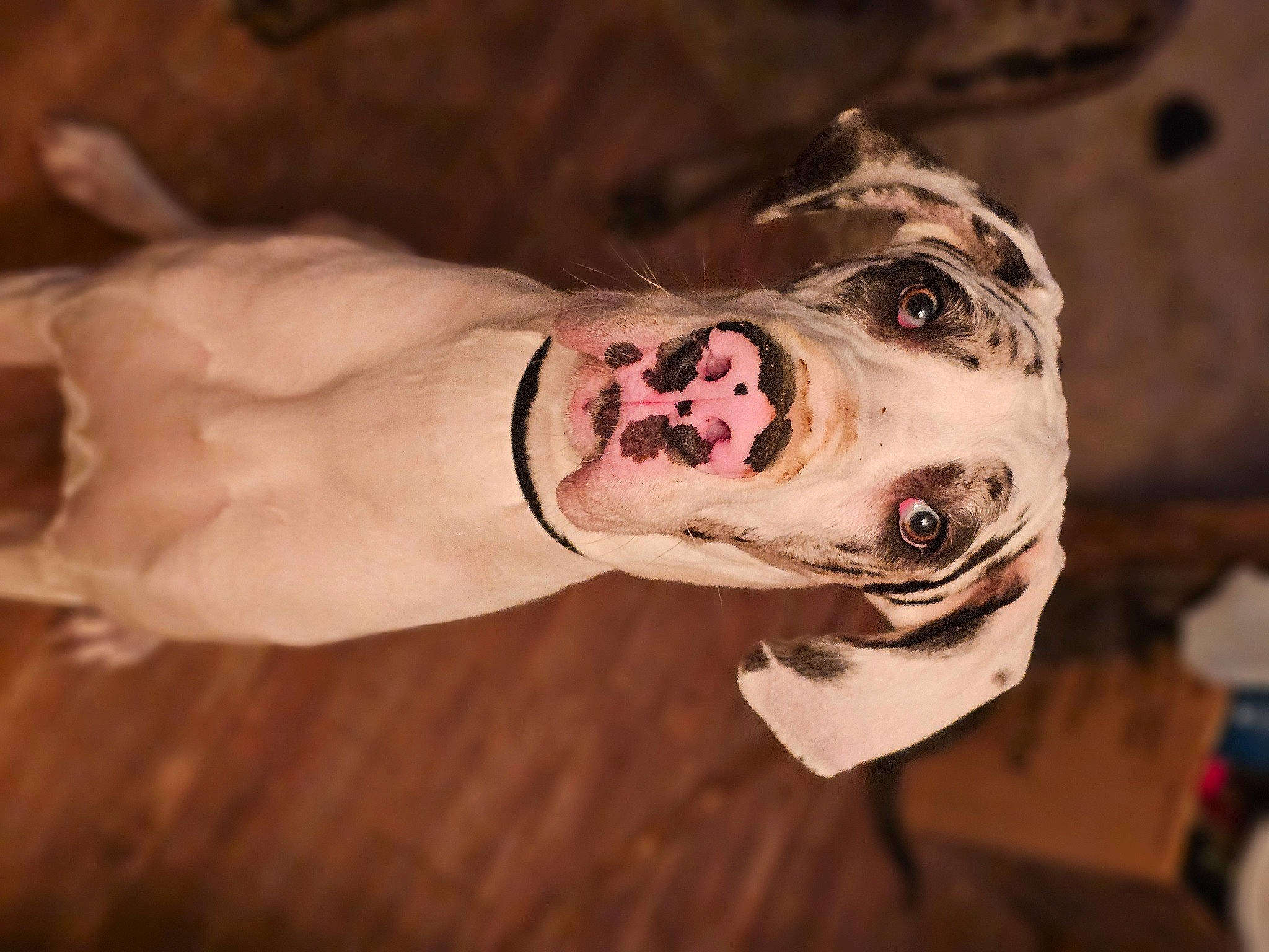 Daisy is registered to the contest to win money with this photo: canidae, carnivore, dog, dog_breed, eyewear, fang, fawn, fish, flesh, jaw, non_sporting_group, scar, snout, sporting_group, terrestrial_animal, throat, whiskers, working_animal