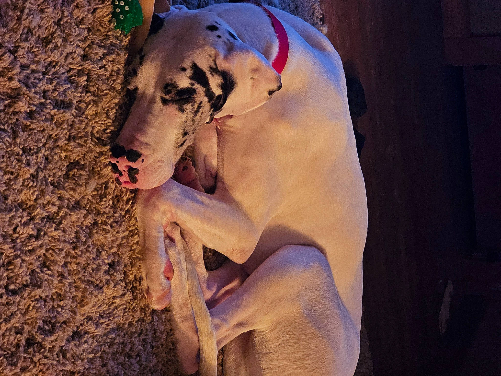 Daisy joined the competition — help win amazing prizes! art, big_cats, carnivore, companion_dog, dog, dog_breed, dress, fawn, felidae, grass, landscape, sculpture, snout, statue, tail, terrestrial_animal, tree, trunk, wood, working_animal