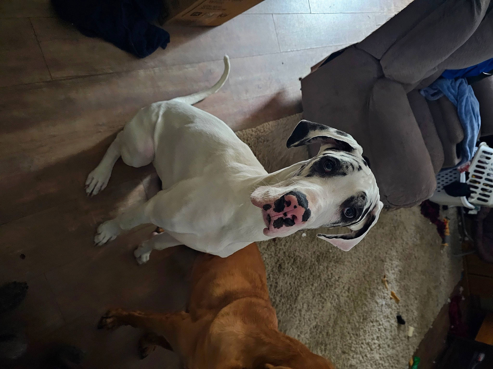 Daisy is registered to the contest to win money with this photo: canidae, carnivore, collar, companion_dog, dog, dog_breed, dog_collar, dog_supply, fawn, guard_dog, molosser, non_sporting_group, pet_supply, snout, sporting_group, terrestrial_animal, whiskers, working_animal, working_dog