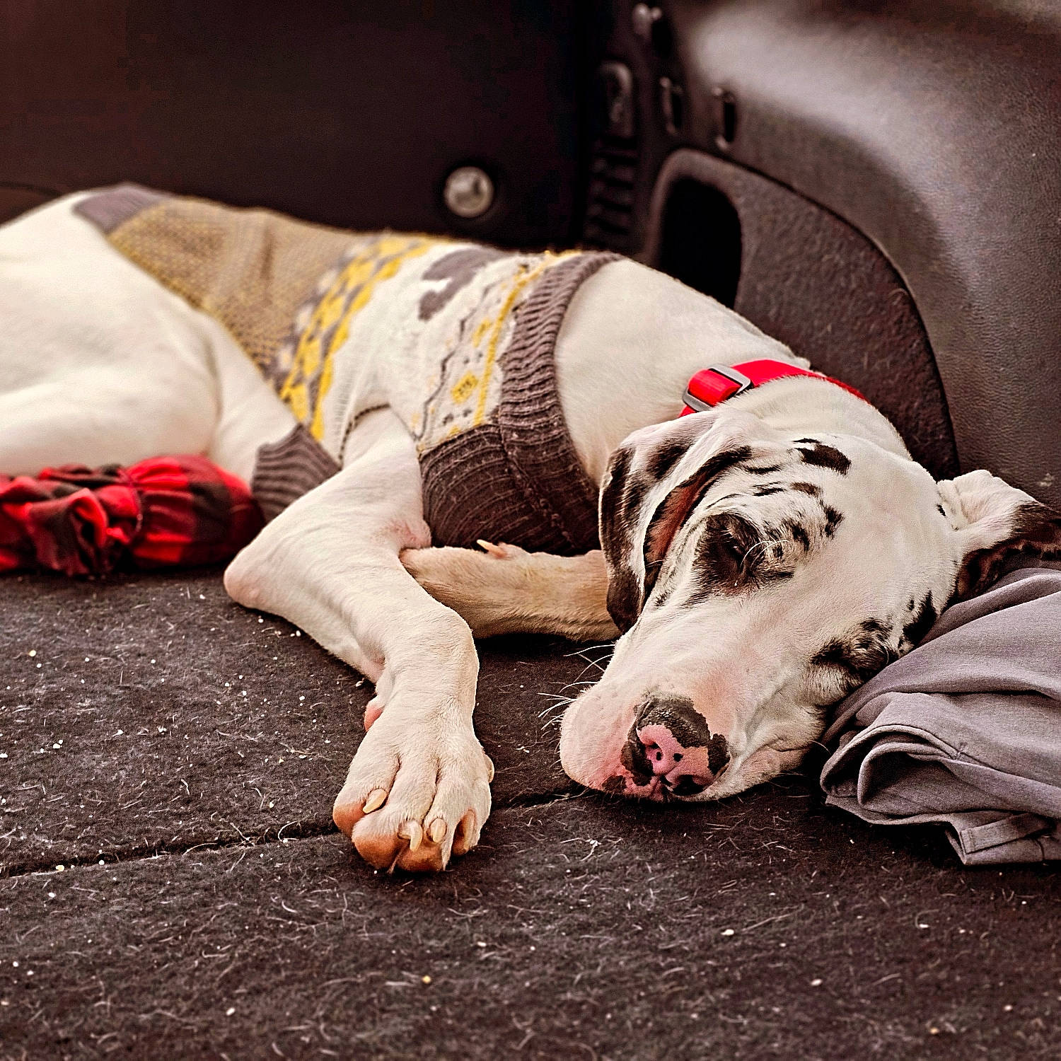 Daisy is registered to the contest to win money with this photo: carmine, carnivore, collar, comfort, companion_dog, dog, dog_breed, dog_collar, dog_supply, flesh, flooring, foot, fur, human_leg, linens, metal, paw, snout, vehicle_door, working_animal