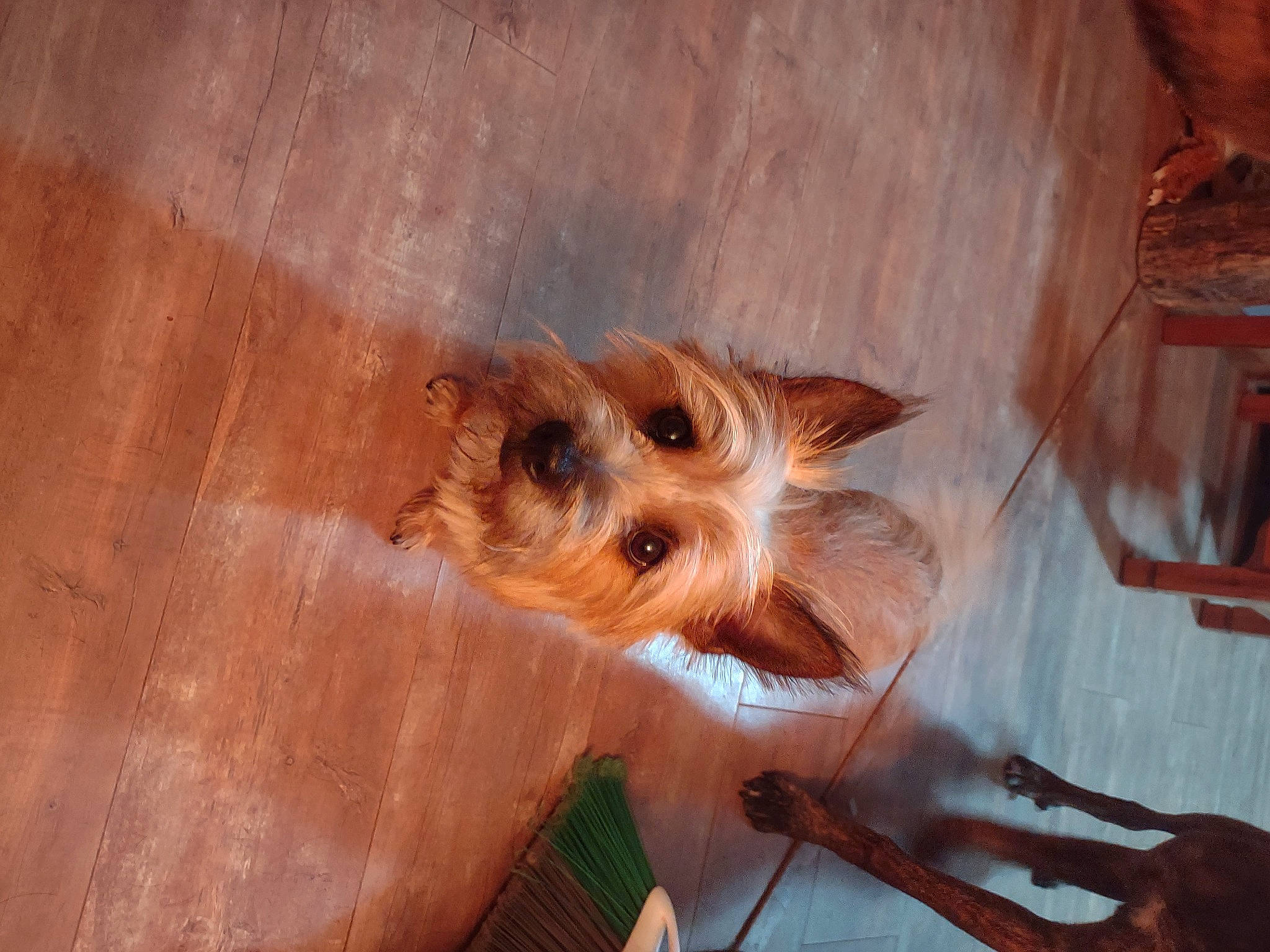 Teddy joined the competition — help win amazing prizes! canidae, carnivore, companion_dog, dog, dog_breed, fawn, fur, hardwood, liver, snout, toy_dog, whiskers, wood, wood_stain, working_animal