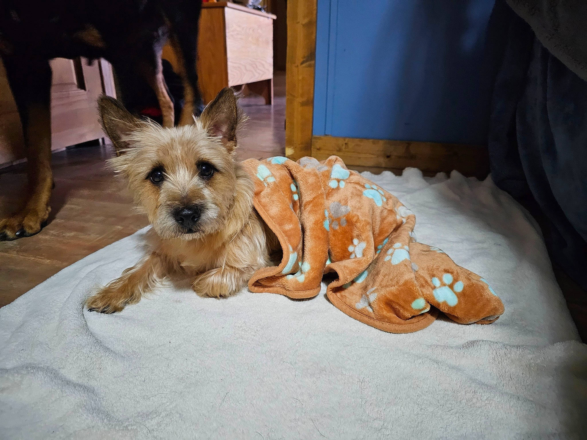 Teddy joined the competition — help win amazing prizes! carnivore, comfort, companion_dog, dog, dog_breed, dog_clothes, dog_supply, fawn, felidae, flooring, fur, small_terrier, snout, tail, terrier, toy_dog, working_animal, working_terrier, yorkipoo, yorkshire_terrier