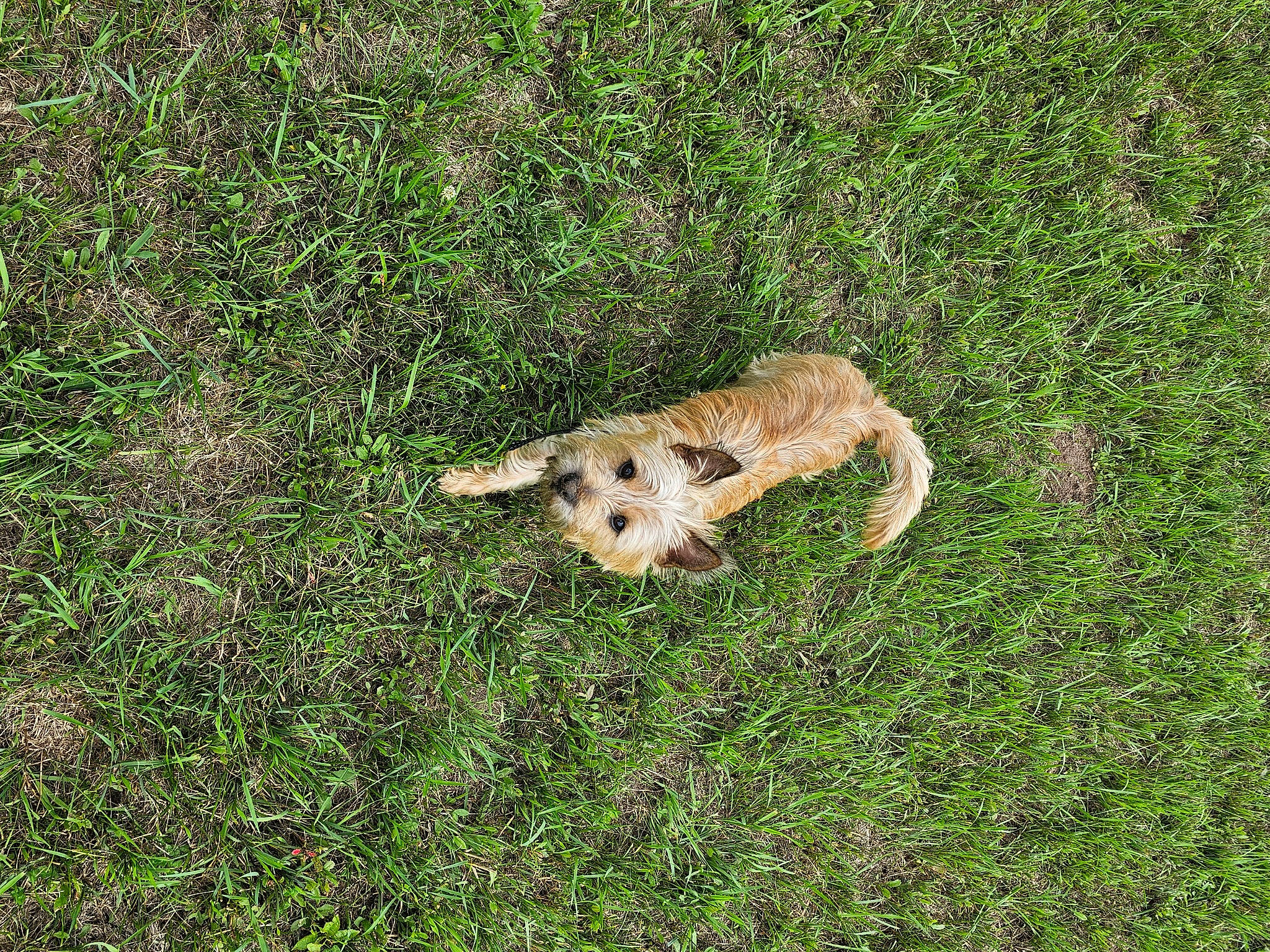 Teddy joined the competition — help win amazing prizes! amphibian, canidae, fawn, field, grass, grass_family, grassland, groundcover, landscape, lawn, pasture, paw, plant, prairie, rodent, soil, sporting_group, tail, terrestrial_animal, wildlife