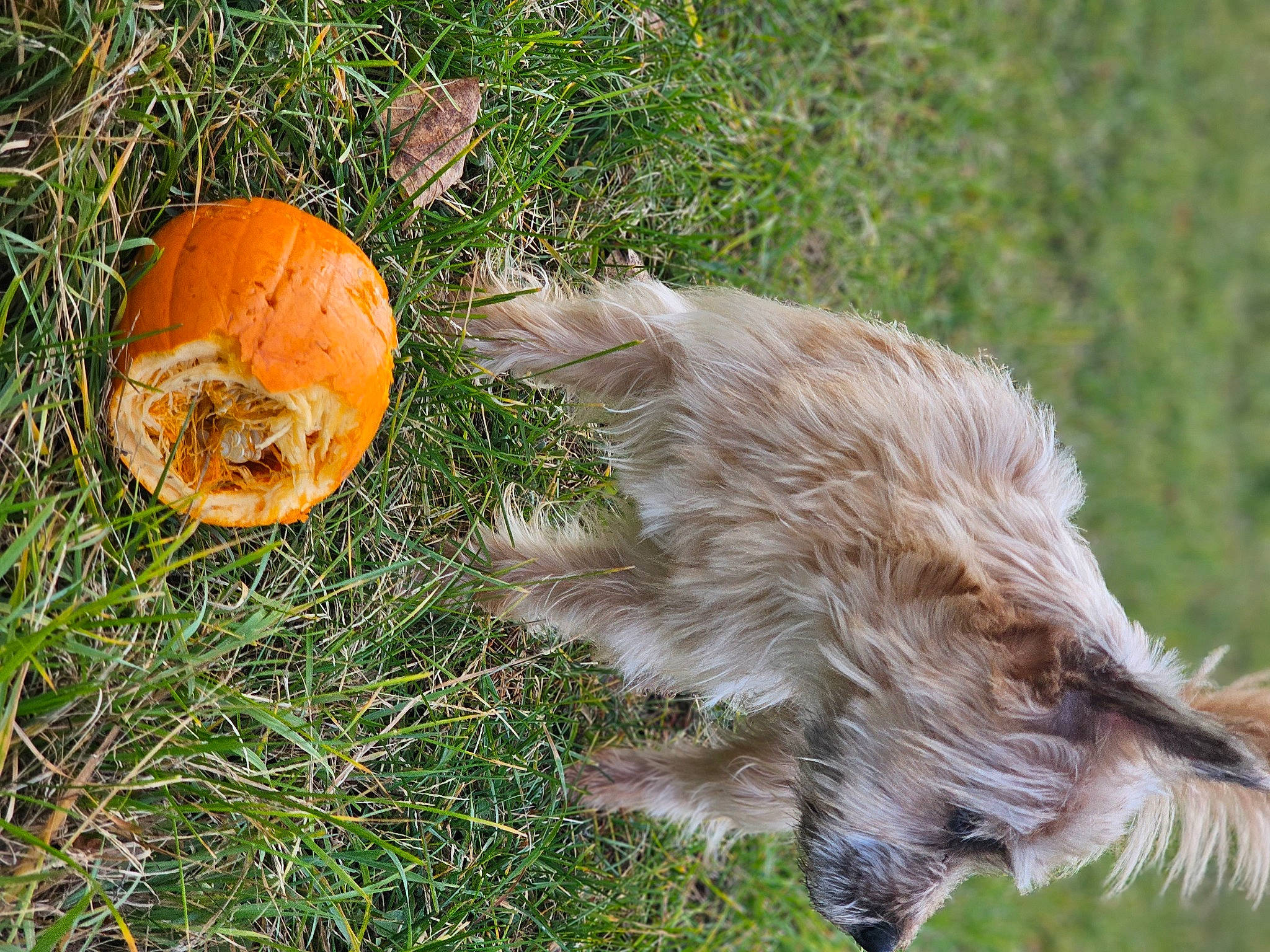 Teddy joined the competition — help win amazing prizes! ball, calabaza, canidae, carnivore, cucurbita, dog, dog_breed, fur, gourd, grass, plant, pumpkin, soil, sporting_group, squash, tail, terrestrial_animal, vegetable, wildlife, winter_squash