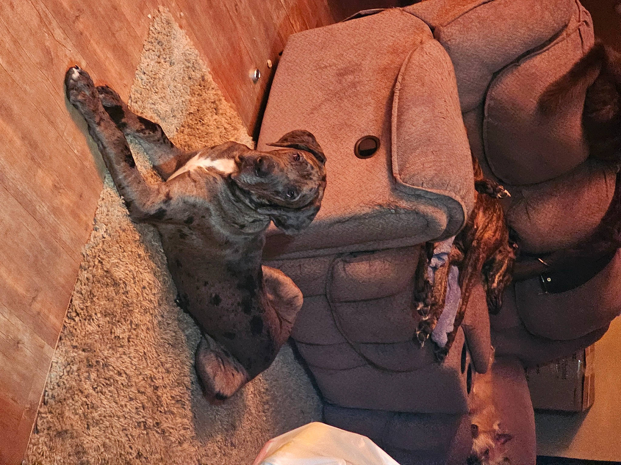 Mudd joined the competition — help win amazing prizes! adventure, bag, carmine, climbing, helmet, landscape, luggage_and_bags, metal, military_camouflage, military_person, military_uniform, pattern, personal_protective_equipment, recreation, rock, soil, soldier, visual_arts, wood, working_animal