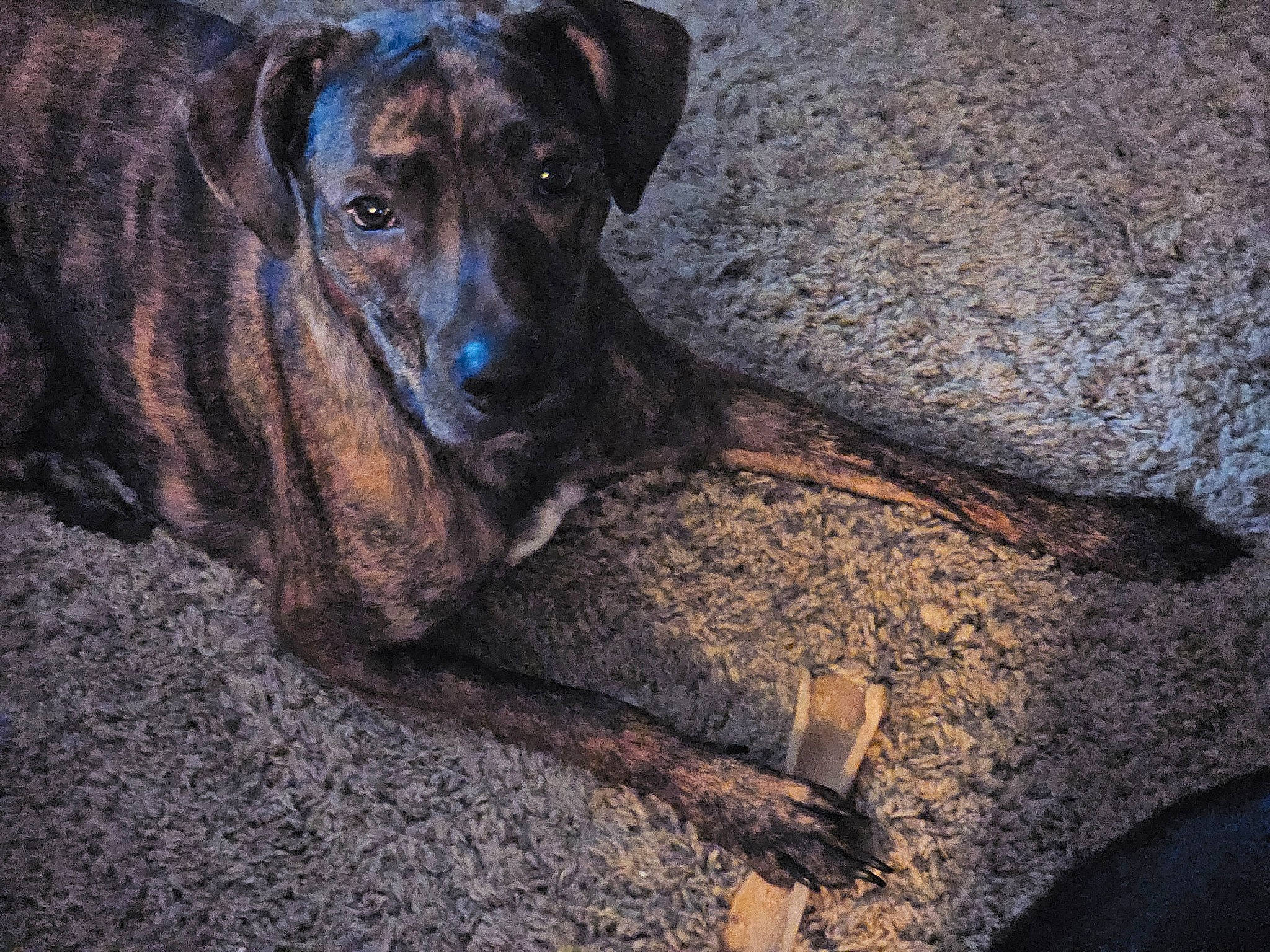 Ruby joined the competition — help win amazing prizes! canidae, carnivore, companion_dog, dog, dog_breed, dogo_sardesco, electric_blue, fawn, guard_dog, hunting_dog, non_sporting_group, rock, soil, sporting_group, street_dog, terrestrial_animal, working_animal, working_dog