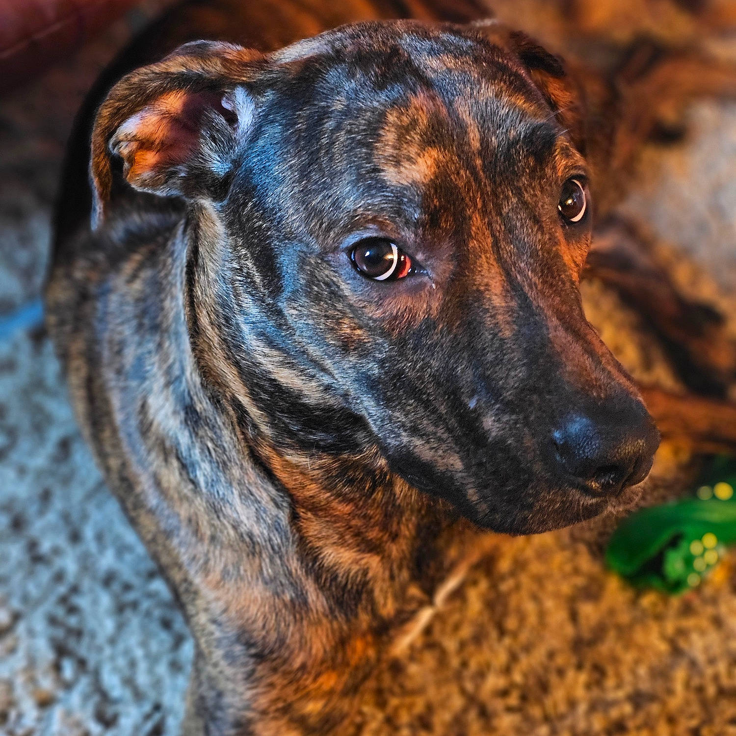 Ruby joined the competition — help win amazing prizes! canidae, carnivore, collar, companion_dog, dog, dog_breed, dog_collar, eye, fawn, fur, guard_dog, plant, plott_hound, snout, sporting_group, terrestrial_animal, treeing_tennessee_brindle, whiskers, working_animal, working_dog