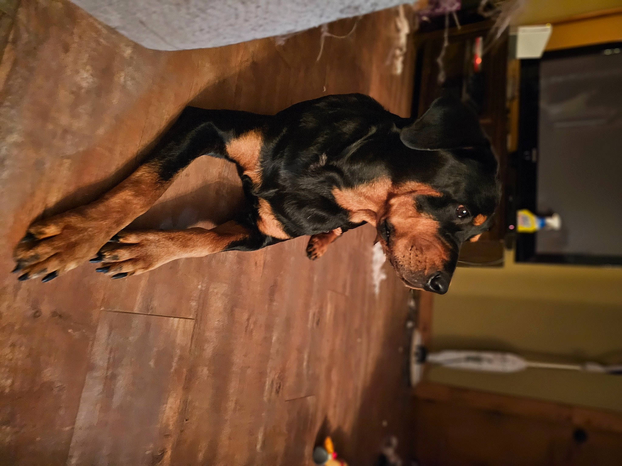 Minnie is registered to the contest to win money with this photo: canidae, carnivore, computer_keyboard, dog, dog_breed, fawn, fur, guard_dog, snout, sporting_group, wood