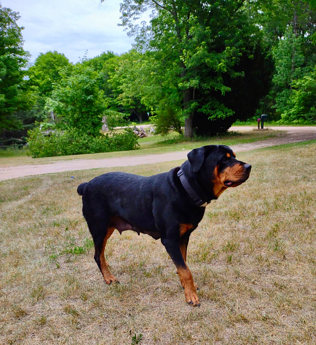 Minnie joined the competition — help win amazing prizes! canidae, carnivore, cloud, collar, companion_dog, dog, dog_breed, grass, guard_dog, hound, hunting_dog, montenegrin_mountain_hound, plant, rottweiler, sky, sporting_group, tree, windshield, working_animal, working_dog