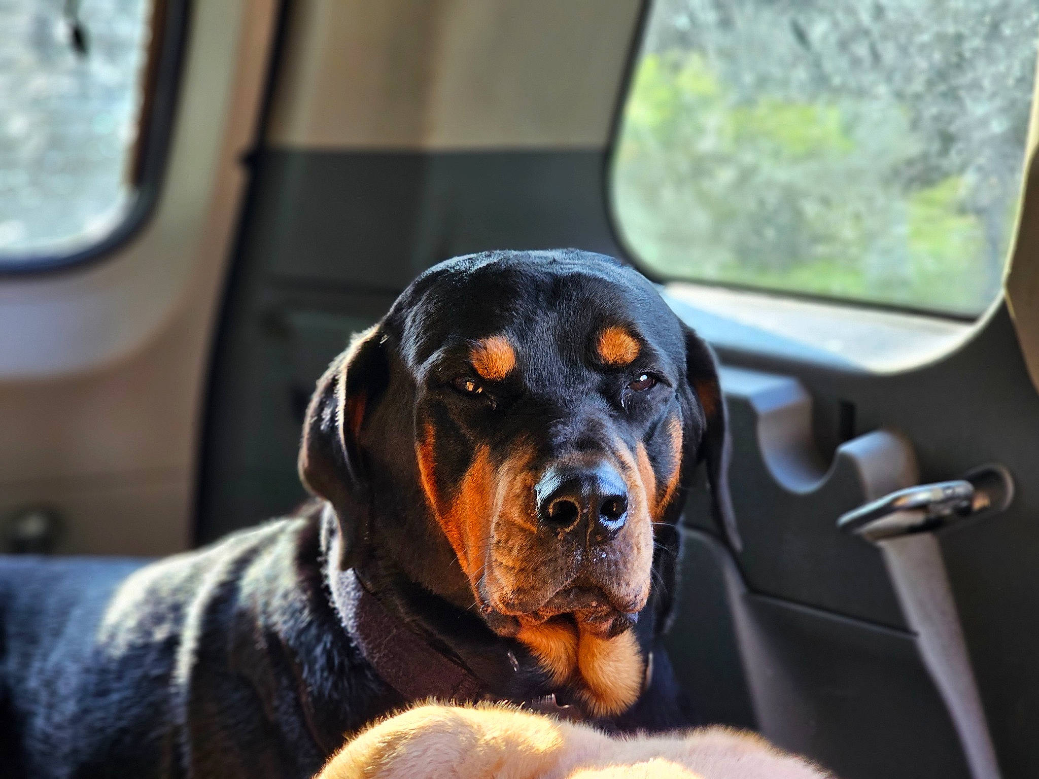 Minnie is registered to the contest to win money with this photo: carnivore, companion_dog, dog, dog_breed, guard_dog, hound, hunting_dog, scent_hound, snout, sporting_group, vehicle_door, working_dog