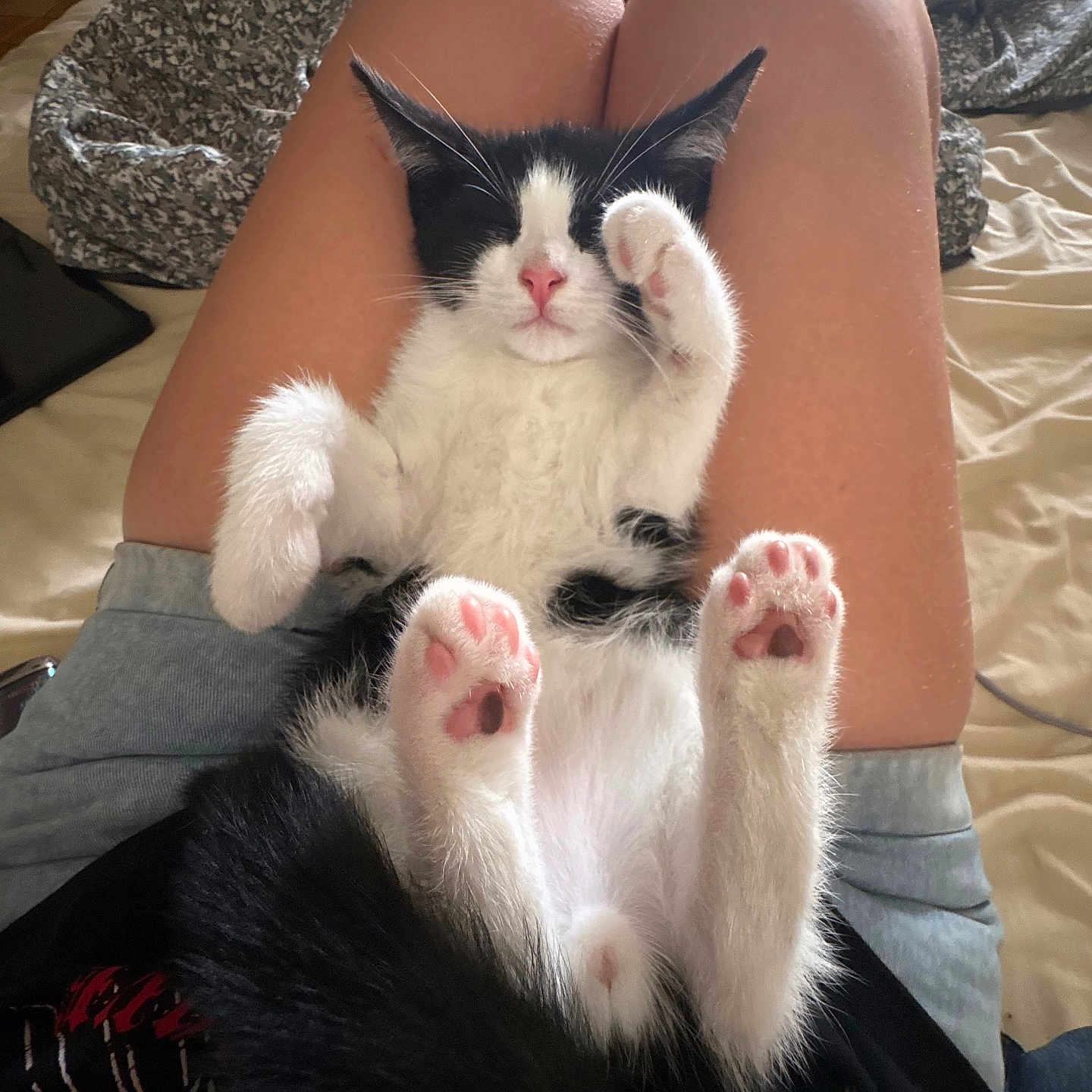 Neptune a rejoint le concours — aidez-le/la à gagner de superbes lots ! kitten, cat, pet, animal, feline, paw, pink_paw_pad, legs, bed, blanket, relaxed, sleeping, cute, indoor, resting, fur, black_and_white, human, skin, casual