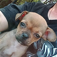 Baby is registered to the contest to win money with this photo: puppy, dog, animal, pet, young, cute, ear, fur, person, arm, tshirt, graphic_tshirt, outdoor, tree, leaf, nature, fence, daylight, closeup, holding