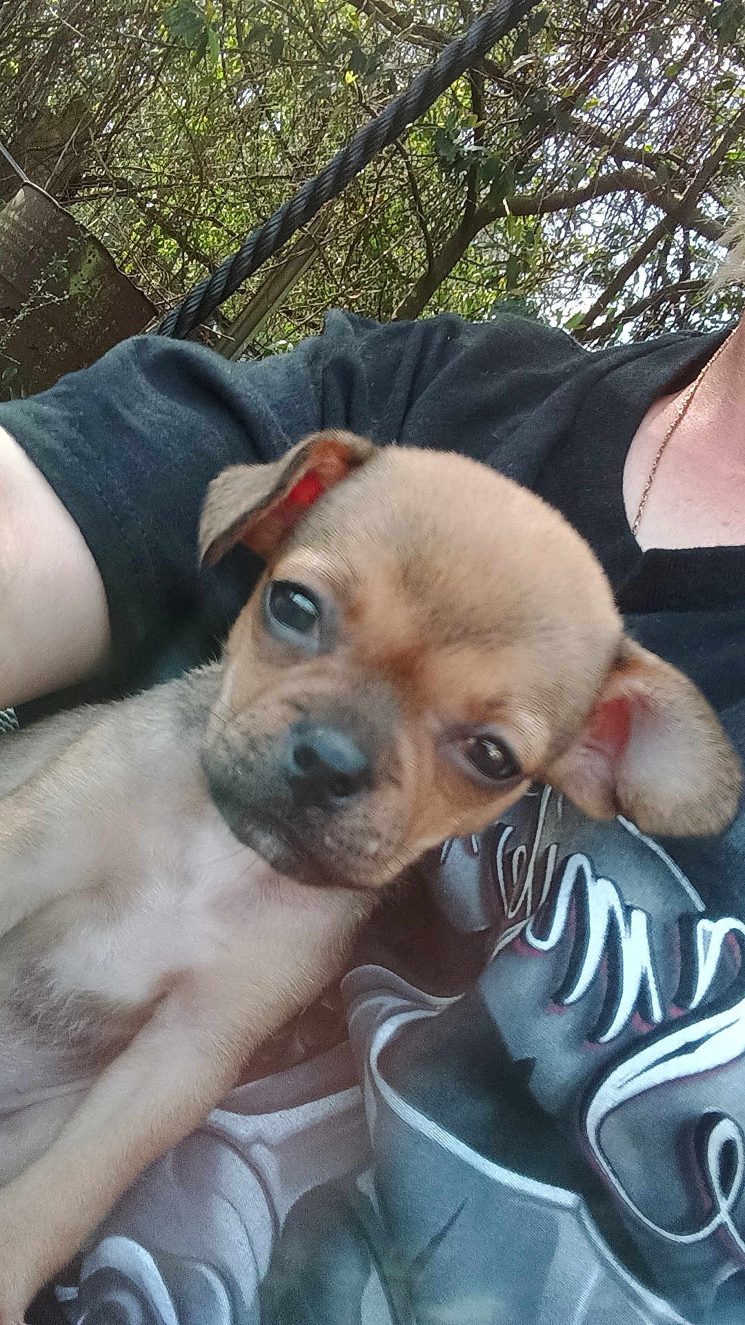 Baby is registered to the contest to win money with this photo: puppy, dog, animal, pet, young, cute, ear, fur, person, arm, tshirt, graphic_tshirt, outdoor, tree, leaf, nature, fence, daylight, closeup, holding