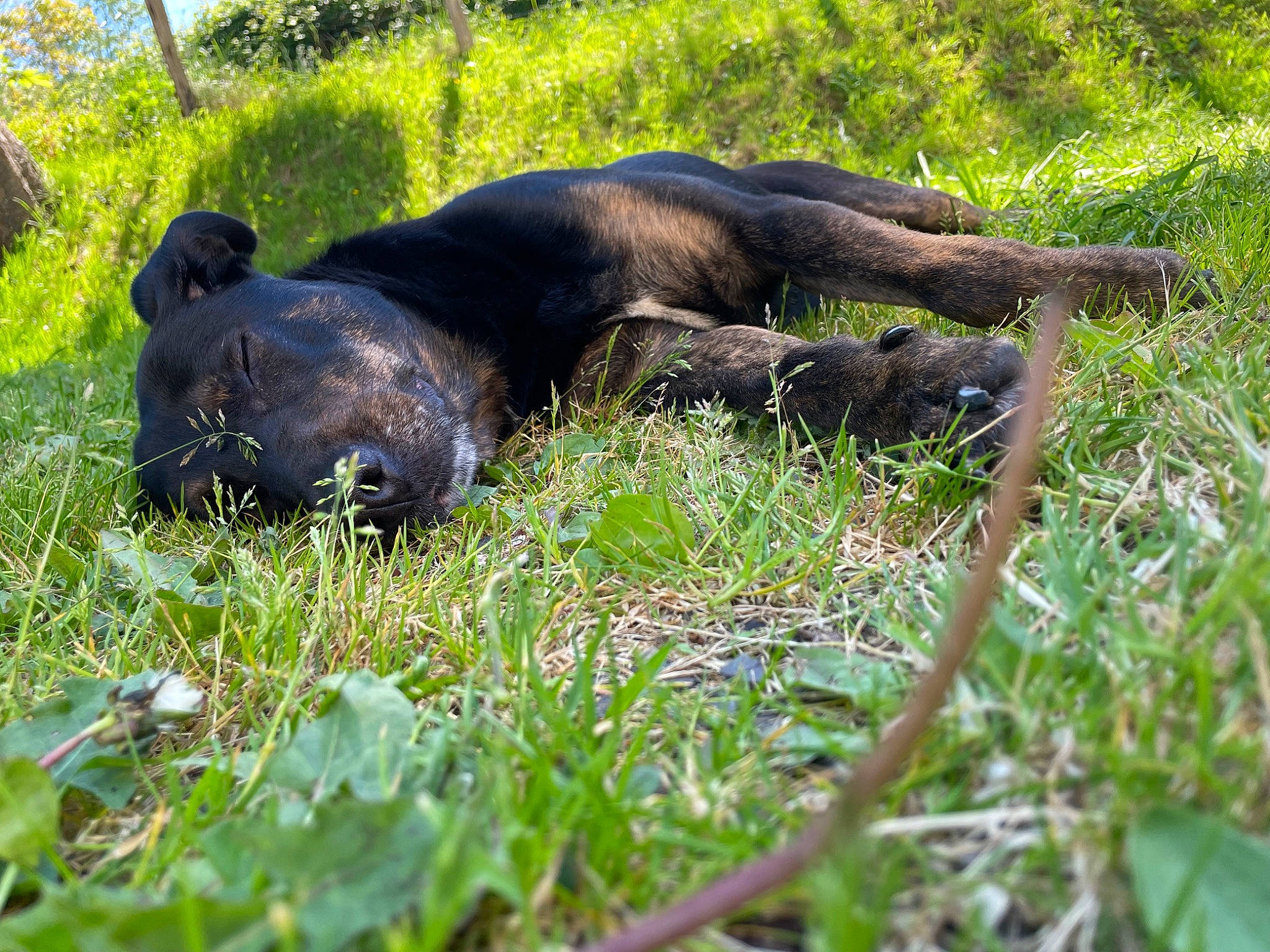 Fifi a rejoint le concours — aidez-le/la à gagner de superbes lots ! carnivore, dog_breed, grass, grassland, groundcover, hierochloe, marine_mammal, natural_material, plant, reptile, shrubland, sporting_group, terrestrial_animal, wildlife