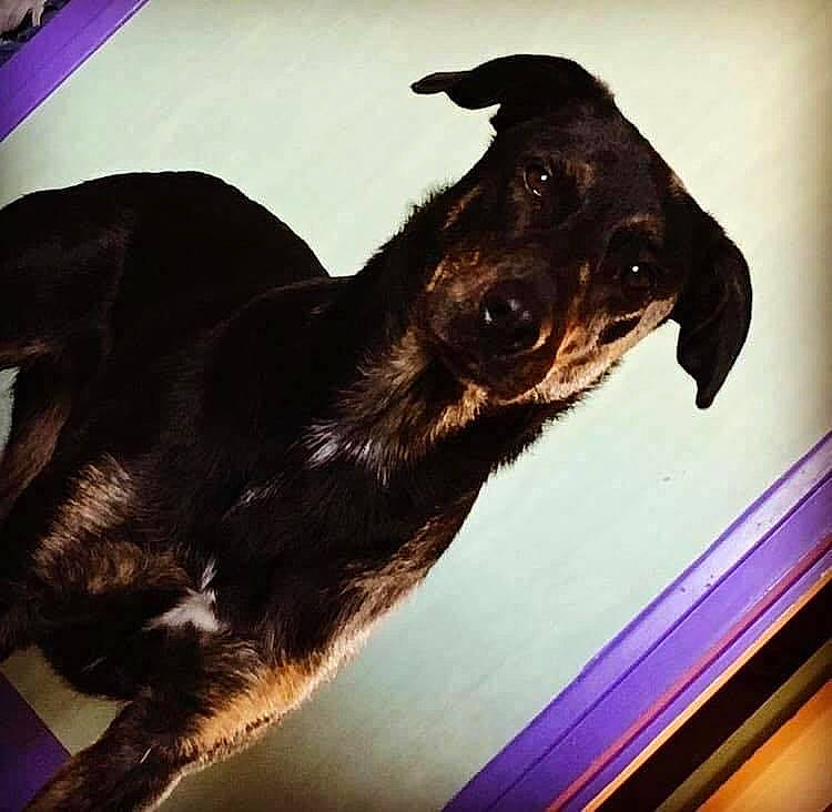 Fifi a rejoint le concours — aidez-le/la à gagner de superbes lots ! carnivore, companion_dog, dog, dog_breed, dog_collar, ear, fur, guard_dog, liver, metal, paw, pet_supply, rectangle, snout, sporting_group, square, tail, tints_and_shades, whiskers, working_animal