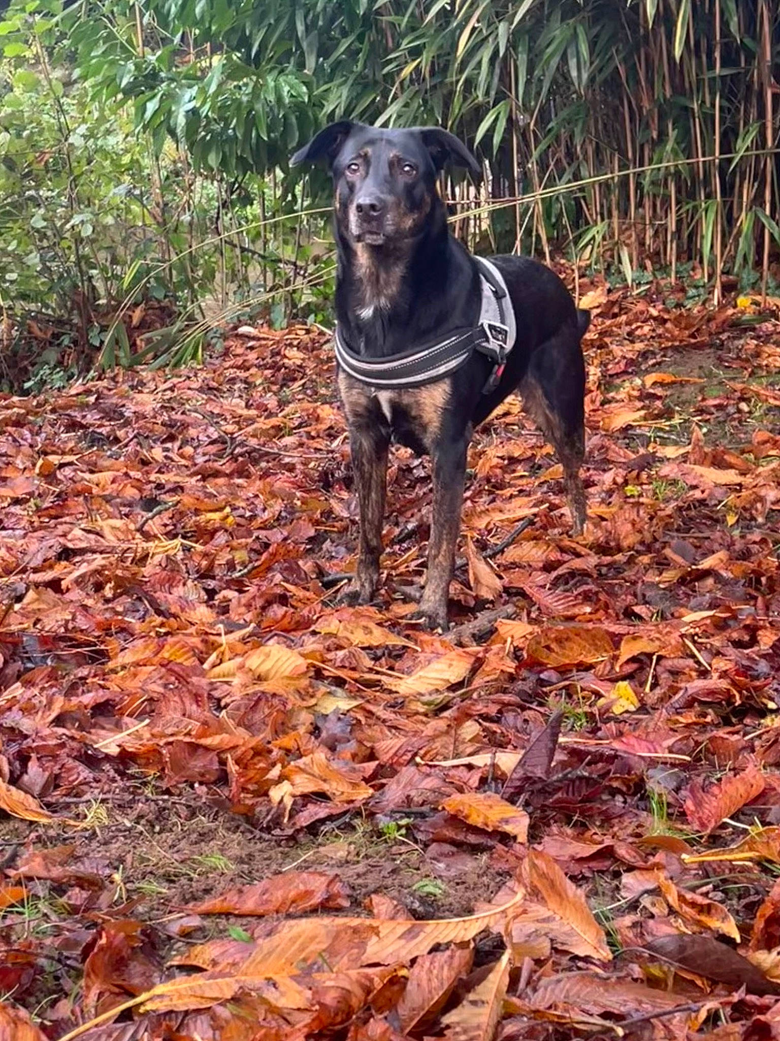 Fifi participe au concours pour gagner de l'argent avec cette photo : autumn, canidae, carnivore, deciduous, dog, dog_breed, dog_supply, grass, guard_dog, hunting_dog, liver, plant, snout, soil, tail, terrestrial_animal, wood, woodland, working_animal, working_dog