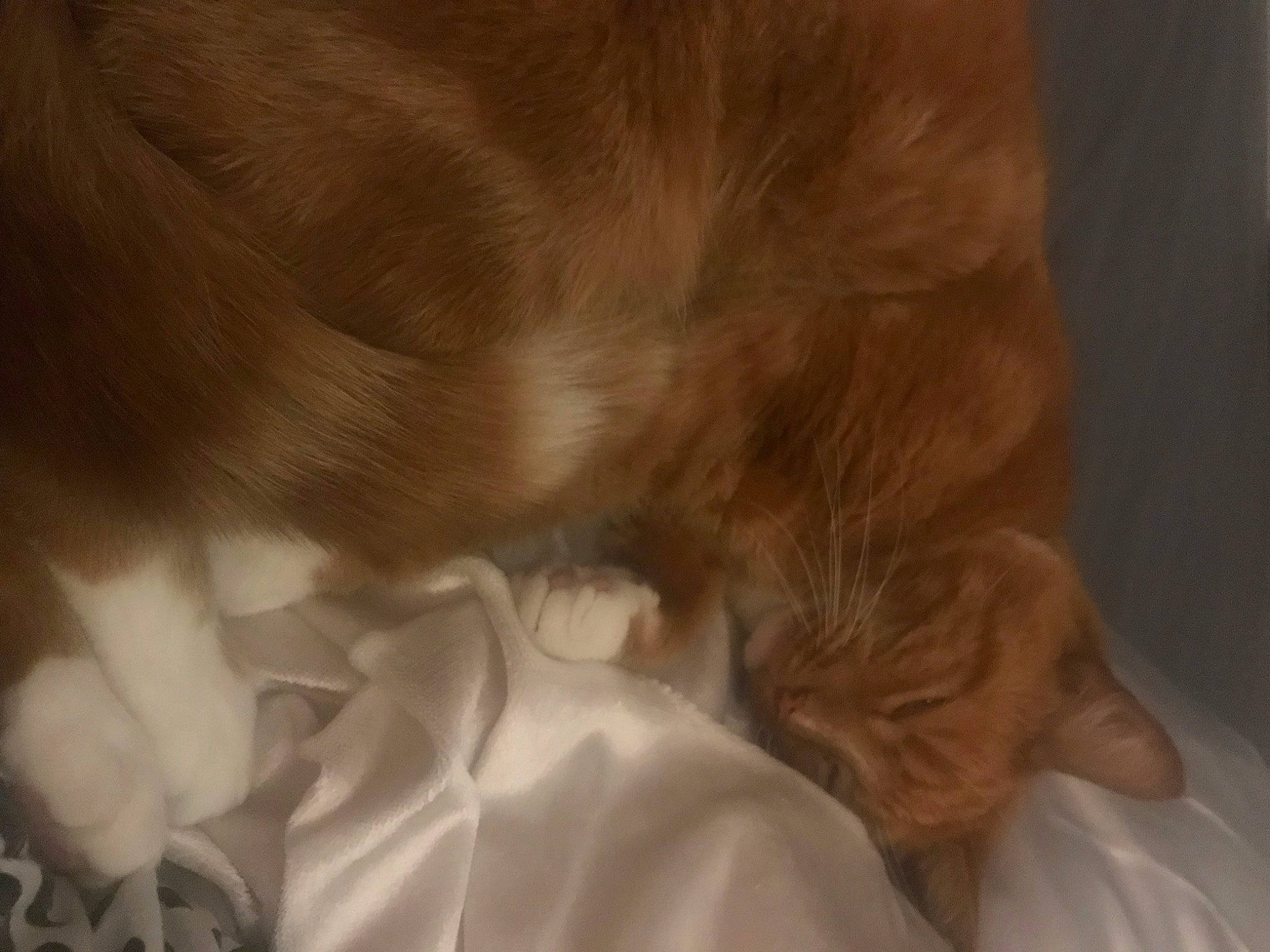 Gary joined the competition — help win amazing prizes! canidae, carnivore, cat, claw, comfort, companion_dog, dog_breed, ear, fawn, felidae, fur, gesture, liver, nap, small_to_medium_sized_cats, snout, sporting_group, tail, whiskers, wrinkle