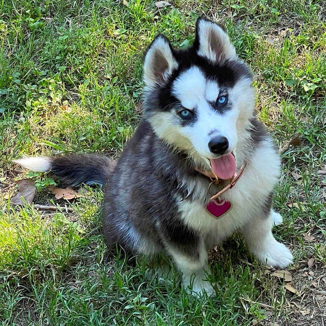 Jazzy Fizzle joined the competition — help win amazing prizes! animal, ball, bodypart, canine, dog, eskimodog, football, grass, husky, lawn, mouth, nature, outdoors, pet, plant, puppy, soccer, soccerball, sport, yard