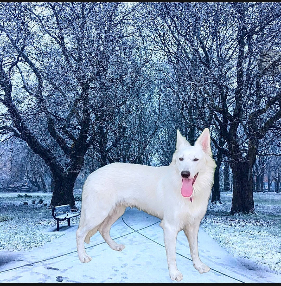 Ice joined the competition — help win amazing prizes! animal, bench, canine, dog, eskimodog, furniture, grass, grove, husky, land, nature, outdoors, pet, plant, snow, tree, vegetation, whitedog, winter, woodland