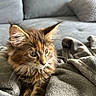 Alix a rejoint le concours — aidez-le/la à gagner de superbes lots ! kitten, cat, fur, whiskers, ears, blanket, couch, indoor, pet, feline, cute, cozy, soft, resting, young, animal, closeup, brown, gray, relaxed