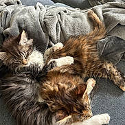 Alix participe au concours pour gagner de l'argent avec cette photo : kitten, cat, feline, sleeping, snuggling, fluffy, fur, blanket, cozy, resting, indoor, couch, pet, animal, cute, domestic_animal, two_animals, close_up, relaxing, soft_texture