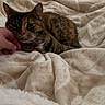 cat, tortoiseshell_cat, pet, hand, blanket, bed, pillow, indoor, cozy, comfortable, resting, feline, animal, domestic, fur, laying, relaxed, soft, warm, home