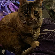 Twix is registered to the contest to win money with this photo: animal, bedroom, blanket, cat, cozy, cute, domestic, ears, feline, fur, home, indoor, looking, mammal, pet, purple, relaxed, resting, tabby, whiskers