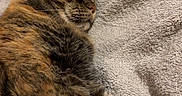 Twix is registered to the contest to win money with this photo: cat, tabby, sleeping, relaxing, feline, pet, animal, fur, whiskers, paw, bed, blanket, cozy, indoor, resting, cute, mammal, domestic, soft, calm