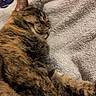 cat, tabby, sleeping, relaxing, feline, pet, animal, fur, whiskers, paw, bed, blanket, cozy, indoor, resting, cute, mammal, domestic, soft, calm
