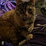 Twix is registered to the contest to win money with this photo: cat, pet, feline, animal, indoor, blanket, purple, fur, whiskers, relaxed, cozy, resting, domestic, cute, ears, face, tail, soft, home, comfort
