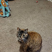 Twix joined the competition — help win amazing prizes! cat, tortoiseshell_cat, carpet, blanket, toy, indoor, pet, animal, feline, fur, cozy, floor, room, doorway, home, domestic, sitting, cute, whiskers, curious