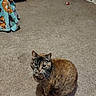 cat, tortoiseshell_cat, carpet, blanket, toy, indoor, pet, animal, feline, fur, cozy, floor, room, doorway, home, domestic, sitting, cute, whiskers, curious