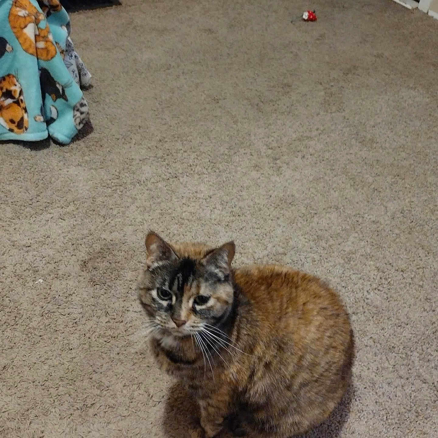 Twix joined the competition — help win amazing prizes! cat, tortoiseshell_cat, carpet, blanket, toy, indoor, pet, animal, feline, fur, cozy, floor, room, doorway, home, domestic, sitting, cute, whiskers, curious