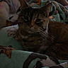 Twix is registered to the contest to win money with this photo: cat, tabby_cat, blanket, bedroom, foot, indoor, cozy, furniture, soft_texture, resting, domestic_animal, pet, animal, sleepy, pattern, fabric, home, relaxation, dim_light, comfort