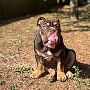 Pudding participe au concours pour gagner de l'argent avec cette photo : animal, brown, bulldog, canine, cute, daytime, dog, earth, grass, licking, nature, outdoor, pet, plant, puppy, sitting, sunlight, tongue, wrinkled_face, young