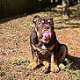 animal, brown, bulldog, canine, cute, daytime, dog, earth, grass, licking, nature, outdoor, pet, plant, puppy, sitting, sunlight, tongue, wrinkled_face, young