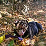 Pudding participe au concours pour gagner de l'argent avec cette photo : animal, autumn, black, brown, bulldog, dog, forest, fur, ground, happy, leaves, nature, outdoor, paw, pet, playful, sunlight, tongue_out, toy, tree