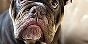 Pudding a rejoint le concours — aidez-le/la à gagner de superbes lots ! beige_background, brown_fur, canine, close_up, companion, couch, dog, domestic_animal, ears, expression, eyes, fur_texture, indoor, looking_up, nose, pet, portrait, sitting, soft_light, wrinkles