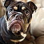 beige_background, brown_fur, canine, close_up, companion, couch, dog, domestic_animal, ears, expression, eyes, fur_texture, indoor, looking_up, nose, pet, portrait, sitting, soft_light, wrinkles