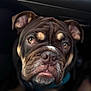 Pudding participe au concours pour gagner de l'argent avec cette photo : animal, background_blur, brown_fur, canine, close_up, companion, dog, ears, expression, eyes, face, fur, indoor, mouth, nose, pet, portrait, soft_lighting, whiskers, wrinkles