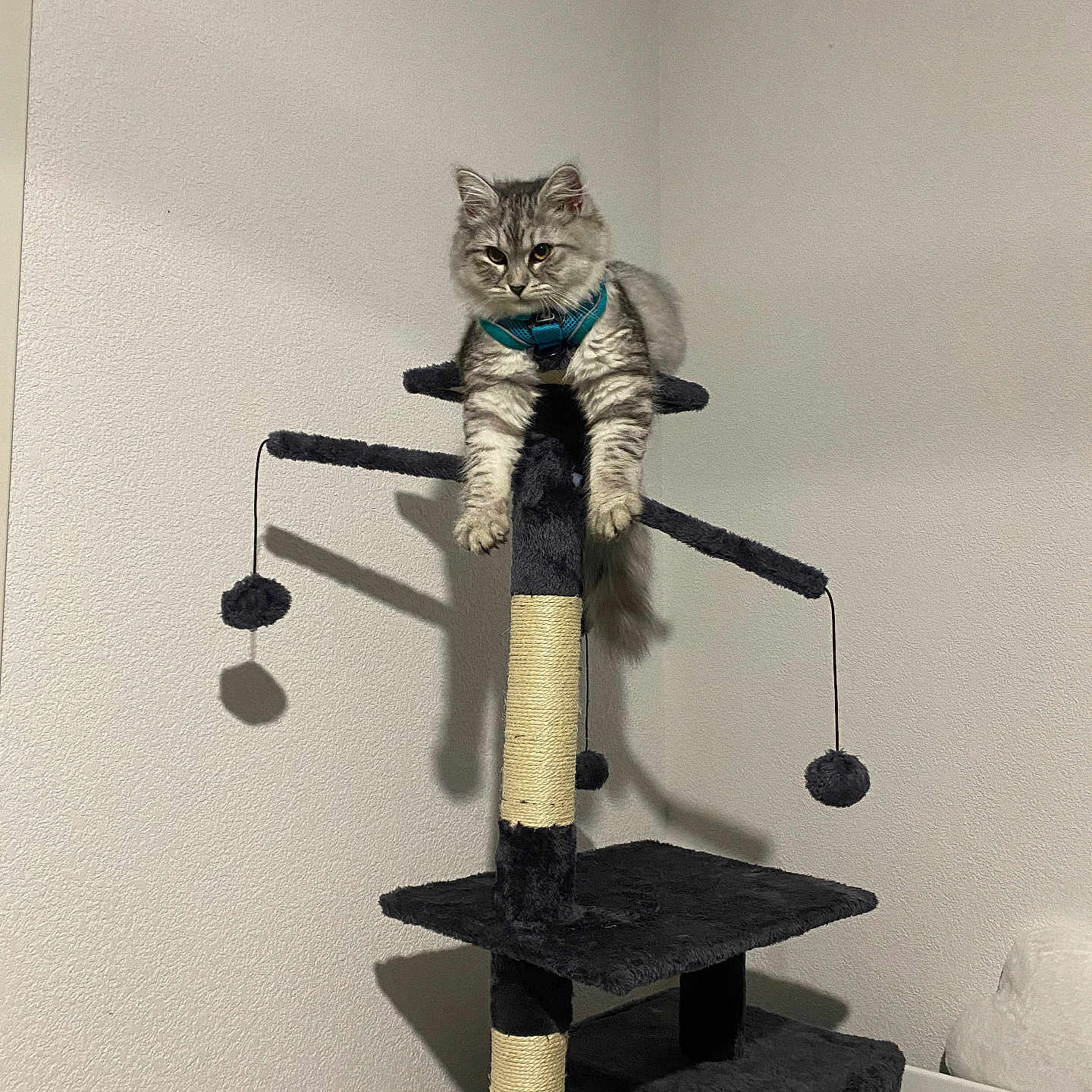 Vanya participe au concours pour gagner de l'argent avec cette photo : abyssinian, animal, architecture, building, cat, face, furniture, handrail, head, indoors, kitten, person, pet, photography, plywood, portrait, scale, shelf, wall, wood