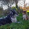 Oxane a rejoint le concours — aidez-le/la à gagner de superbes lots ! australian_shepherd, canidae, carnivore, companion_dog, dog, dog_breed, eurasier, finnish_lapphund, grass, herding_dog, icelandic_sheepdog, mammal, plant, shetland_sheepdog, sporting_group