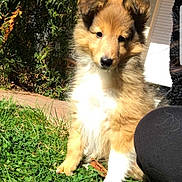 Oxane participe au concours pour gagner de l'argent avec cette photo : australian_collie, canidae, carnivore, collie, companion_dog, dog, dog_breed, elo, grass, herding_dog, icelandic_sheepdog, mammal, puppy, rare_breed_dog, rough_collie, scotch_collie, shetland_sheepdog, sporting_group, vertebrate, welsh_sheepdog