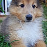 Oxane participe au concours pour gagner de l'argent avec cette photo : ancient_dog_breeds, australian_collie, basque_shepherd_dog, canidae, carnivore, collie, companion_dog, dog, dog_breed, fawn, herding_dog, mammal, puppy, rare_breed_dog, rough_collie, scotch_collie, shetland_sheepdog, smooth_collie, snout, vertebrate