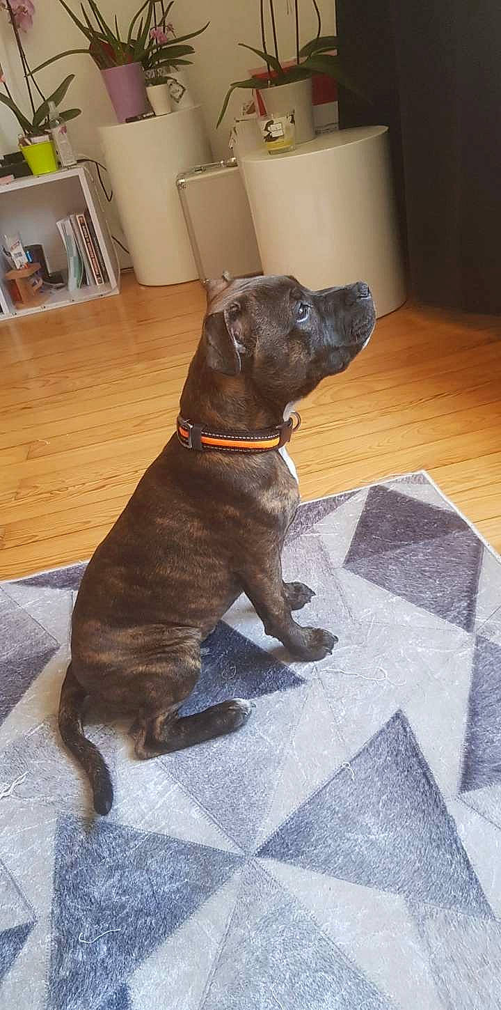 Rya a rejoint le concours — aidez-le/la à gagner de superbes lots ! alaunt, american_pit_bull_terrier, american_staffordshire_terrier, bandog, canidae, carnivore, companion_dog, dog, dog_breed, fawn, mammal, molosser, non_sporting_group, pit_bull, snout, sporting_group, staffordshire_bull_terrier