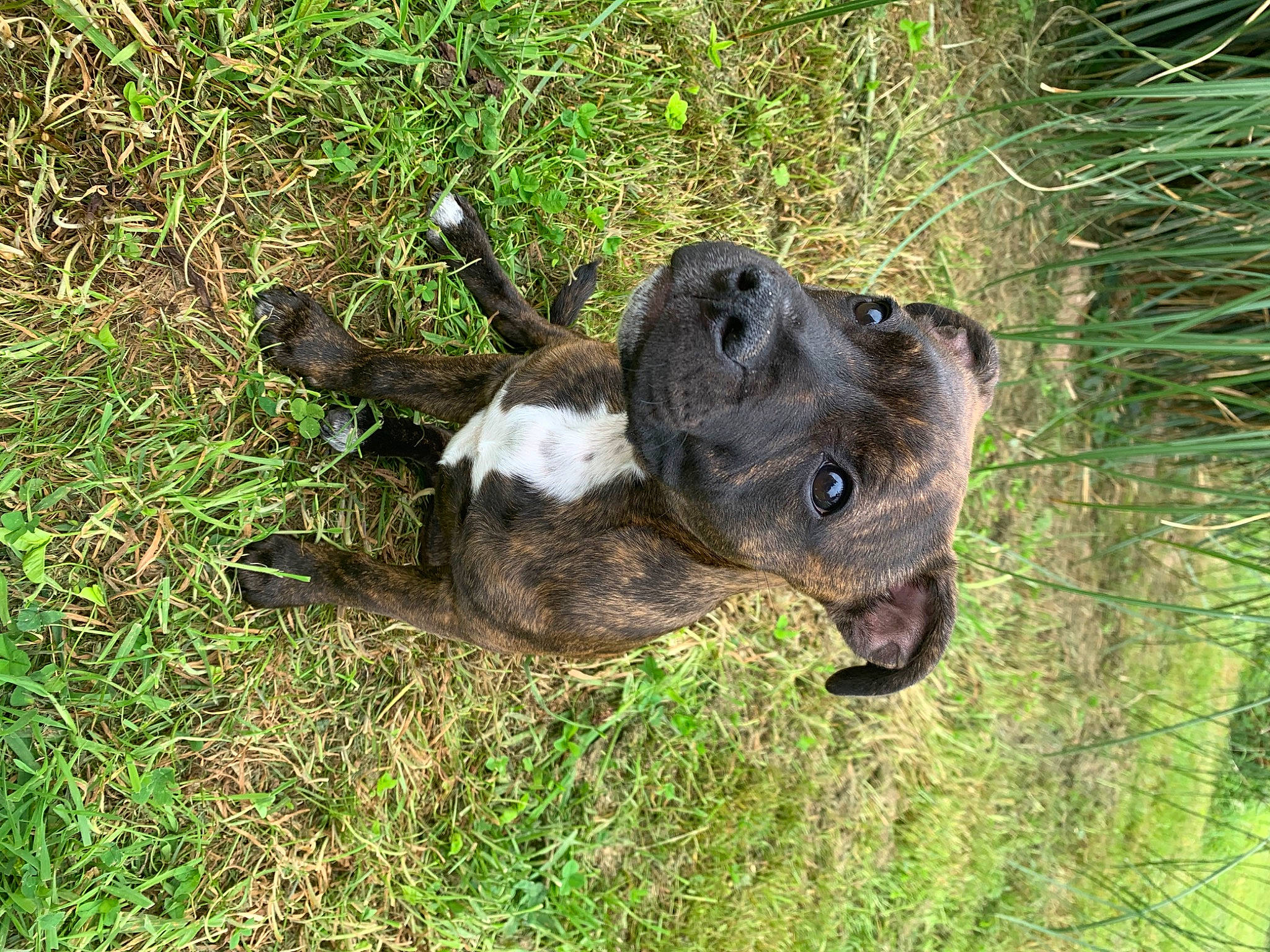 Rya a rejoint le concours — aidez-le/la à gagner de superbes lots ! alaunt, american_pit_bull_terrier, american_staffordshire_terrier, bandog, canidae, carnivore, dog, dog_breed, fawn, grass, mammal, mountain_cur, non_sporting_group, plant, snout, sporting_group, staffordshire_bull_terrier, vertebrate